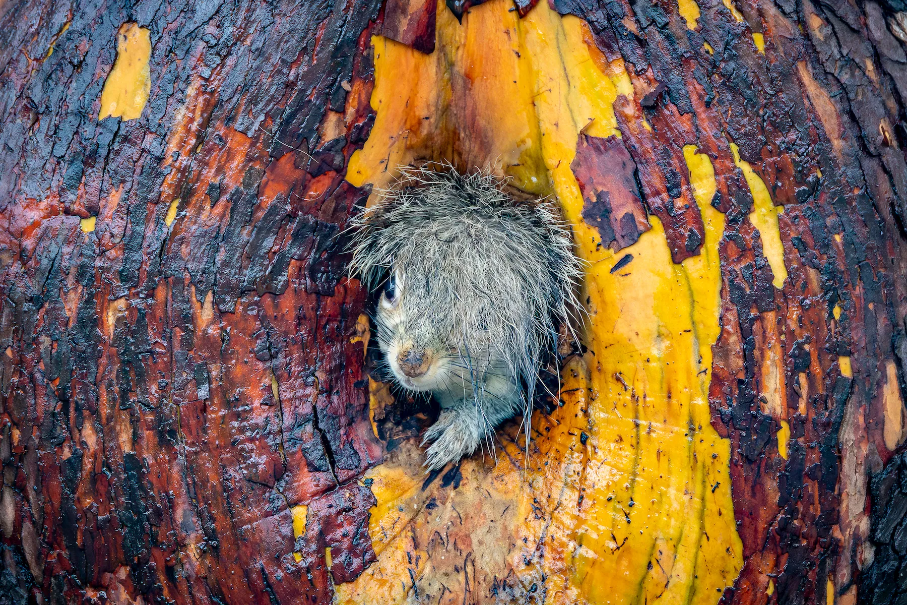 grey squirrel pops out of a tree hole with its tail above its head, creating illusion of a wig