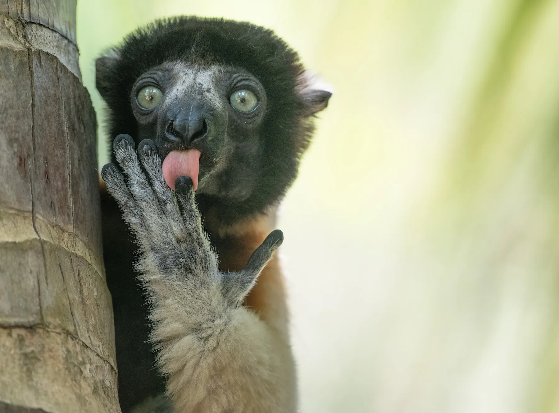 a lemur licks its fingers