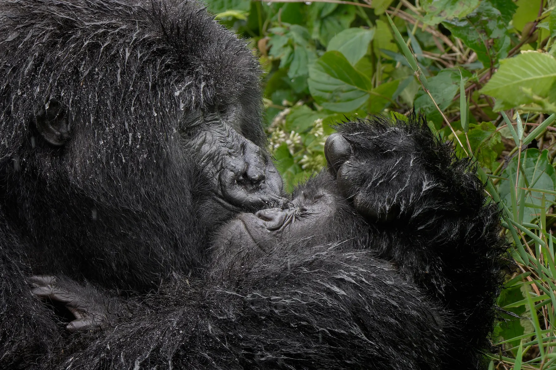 a mother gorilla smooches the face of her child