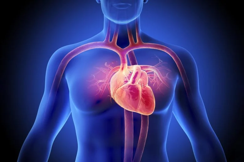 Νέα μελέτη αποκαλύπτει ότι ο διαβήτης επανασυνδέει σωματικά την ανθρώπινη καρδιά