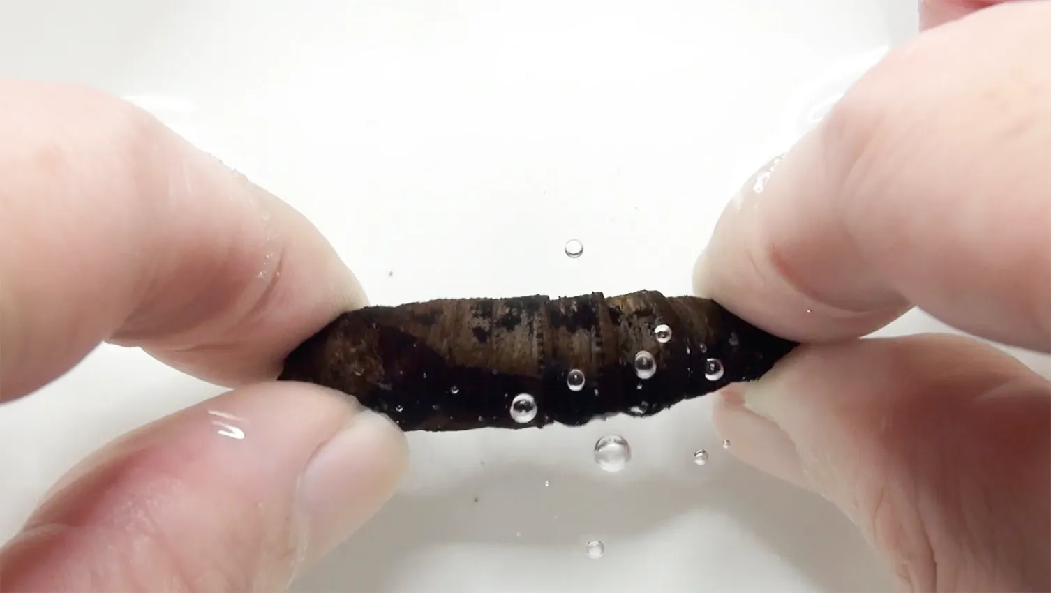 Νεαροί σκώροι σφυρίζουν στα αρπακτικά καφέ ζωύφιο που κρατιέται κάτω από το νερό με φυσαλίδες που αναδύονται