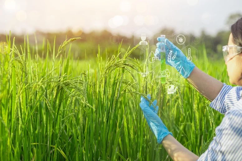 Η πρωτοποριακή ανακάλυψη θα μπορούσε να κάνει το ρύζι φθηνότερο, πιο υγιεινό και πιο καθαρό