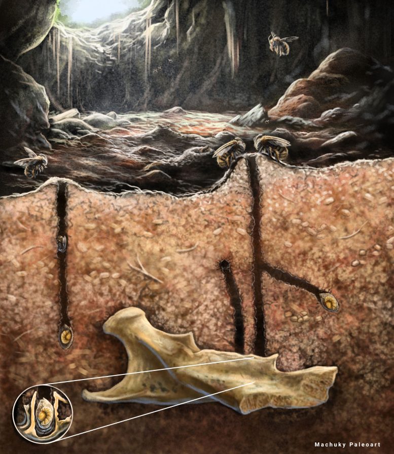 Απολιθώματα μέσα σε απολιθώματα: Η παράξενη ανακάλυψη κρυμμένη σε μια σπηλιά της Καραϊβικής