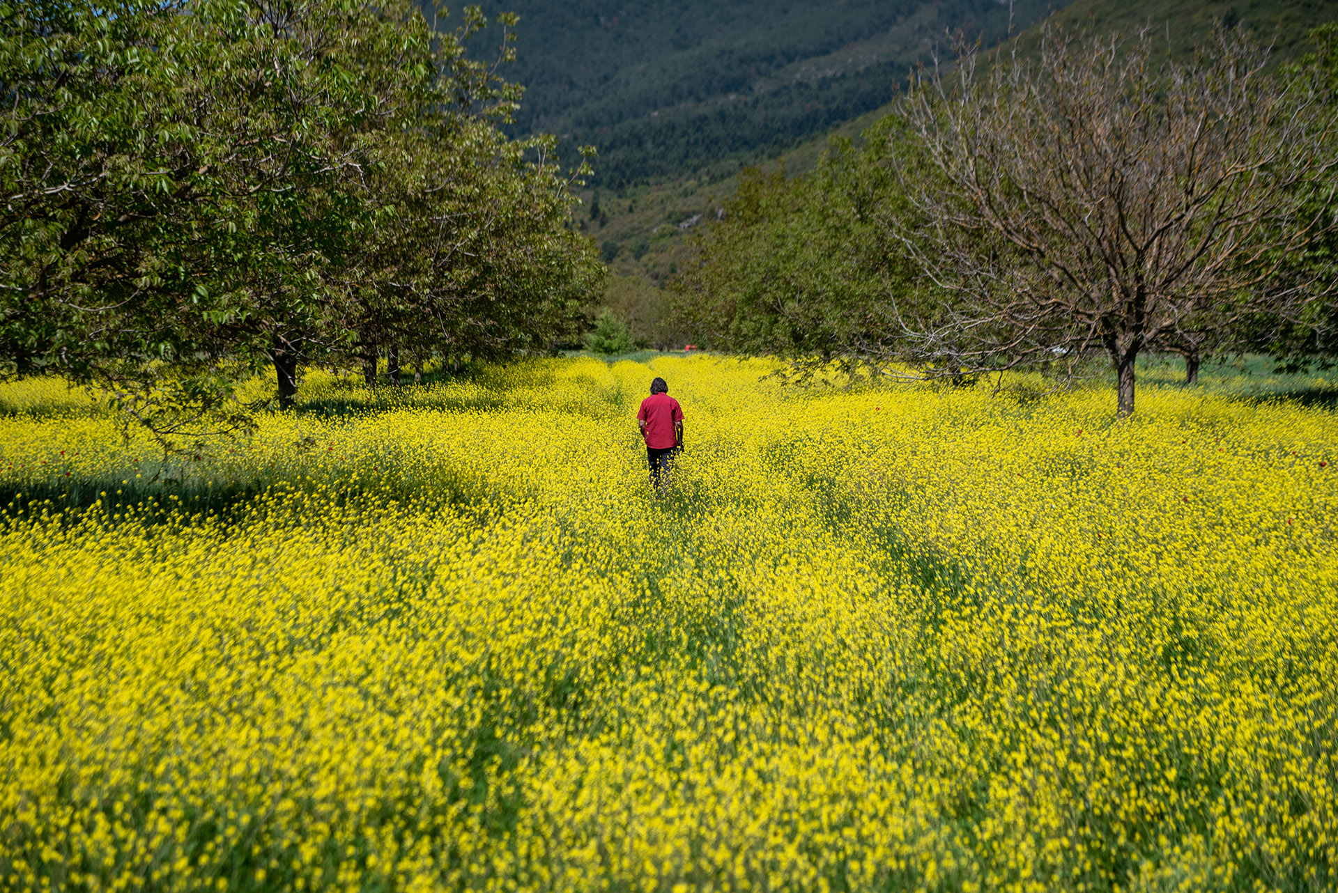«Ανακαλύψτε το «Σπόρος»: Η Νέα Επαναστατική Σειρά Ντοκιμαντέρ της ΕΡΤ3 που Θα σας Μαγέψει!»