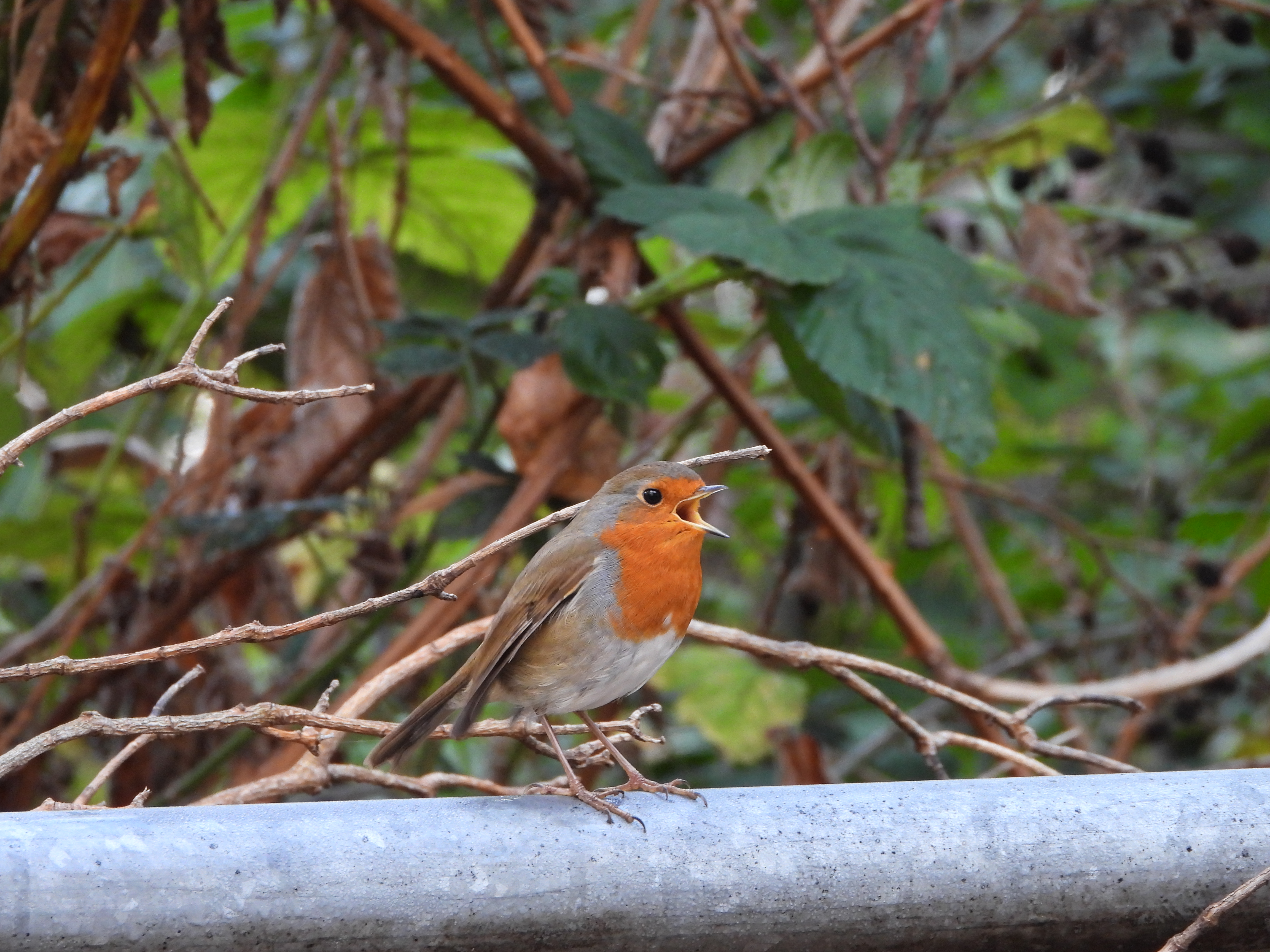 A photo taken on a Nikon Coolpix P1100 digital camera