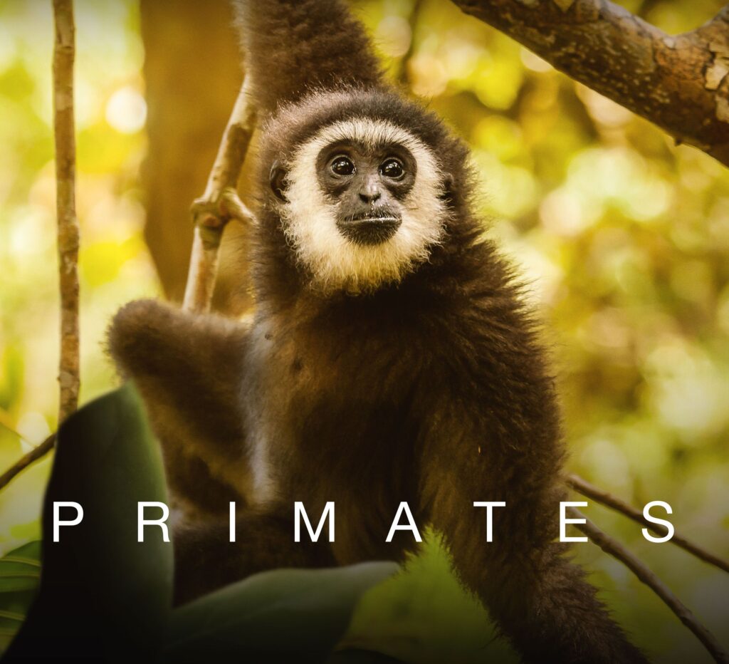 Αποκάλυψη: Ανακαλύψτε τους Προϊστορικούς Γίγαντες! Κάθε Πέμπτη με τον Ατένμπορο στο VIASAT NATURE – !