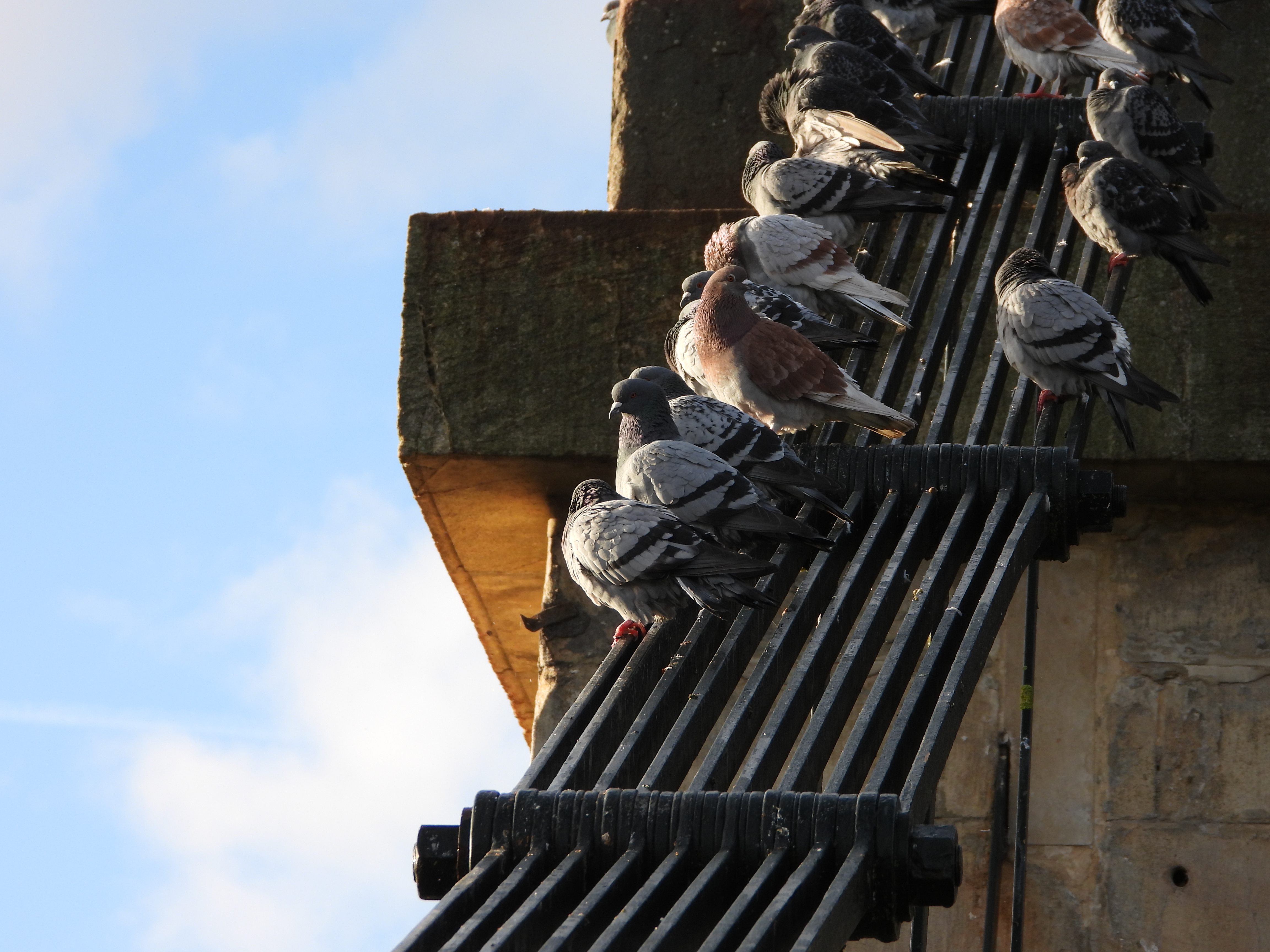 A photo taken on a Nikon Coolpix P1100 digital camera