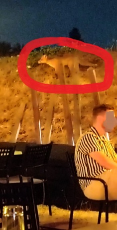 Αλεπού έξω από ταβέρνα