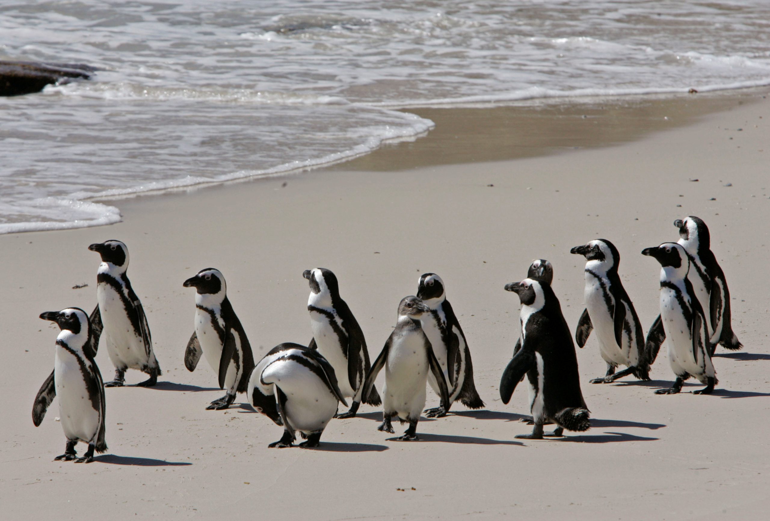 «Σοκ: Πάνω από 60.000 πιγκουίνοι χάθηκαν από πείνα στη Νότια Αφρική – Τι παρακαλούσαν οι επιστήμονες!»