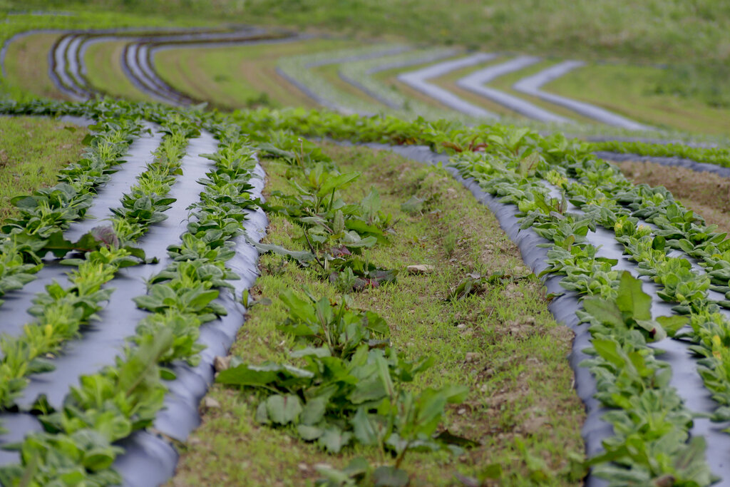 Εδαφο-σεισμολογία: Πώς τα σεισμικά κύματα μπορούν να ελέγξουν την υγεία του εδάφους