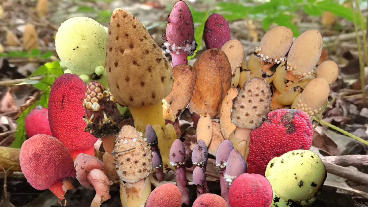 Τα ασεξουαλικά παρασιτικά φυτά παραβιάζουν τους κανόνες της βιολογίας