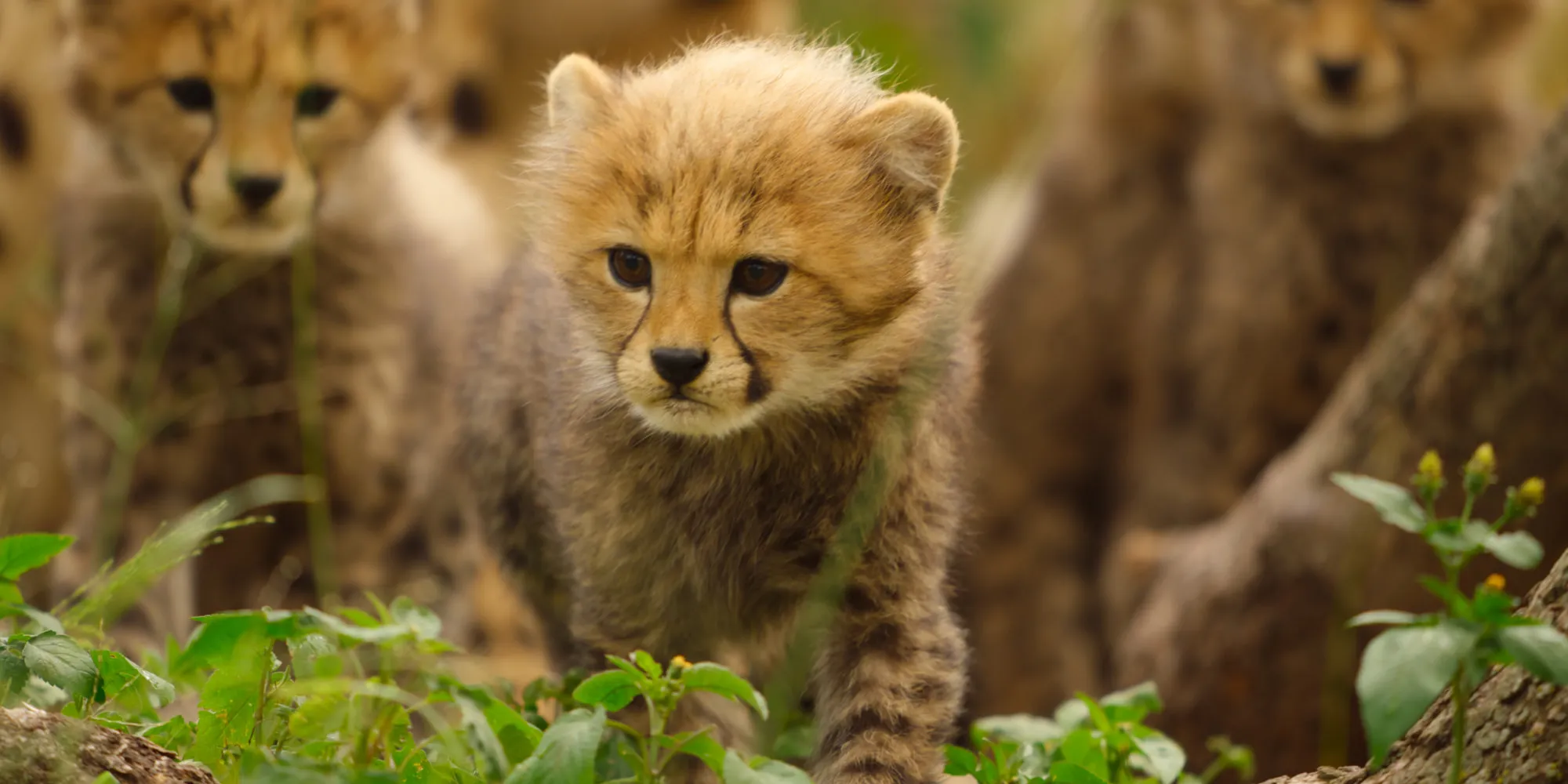 Εδώ είναι όλα όσα έρχεται το νέο Apple TV τον Δεκέμβριο