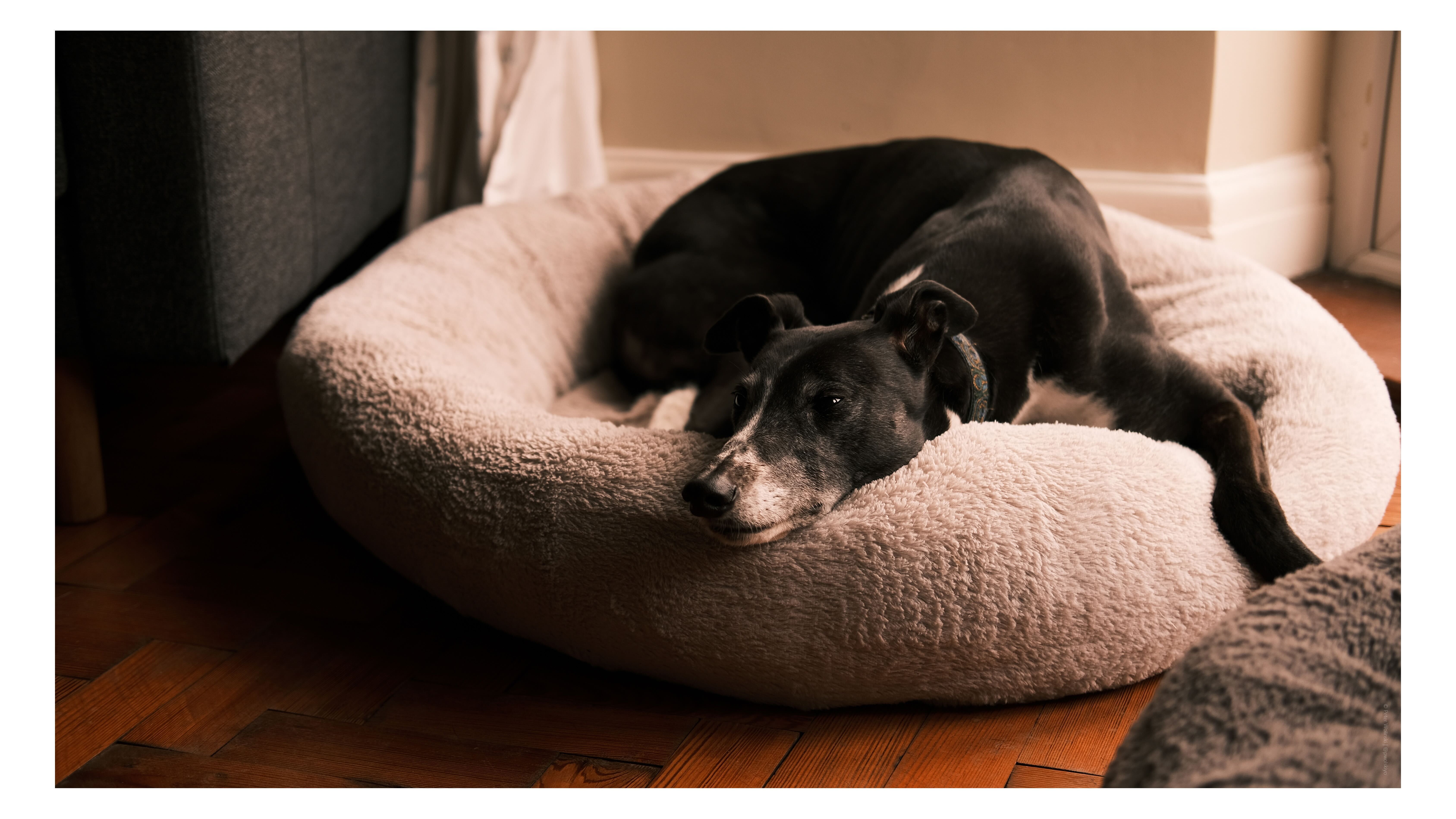 «Αγόρασα μια 5χρονη Fujifilm και ανακάλυψα τον ΚΑΛΥΤΕΡΟ θησαυρό! Μην πιστεύετε ότι το νέο είναι πάντα καλύτερο!» Μια φωτογραφία ενός σκύλου που τραβήχτηκε στο Fujifilm X-E4