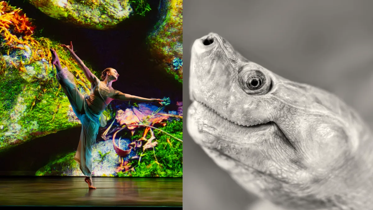 Η χελώνα Ruby χρειάζεται ένα νέο θερμοκήπιο. Οι χορευτικές εταιρείες ενισχύονται.