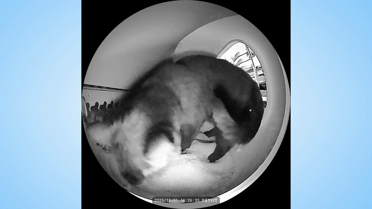 Γάτα που χρησιμοποιεί το Petkit Purobot Max Pro 2.