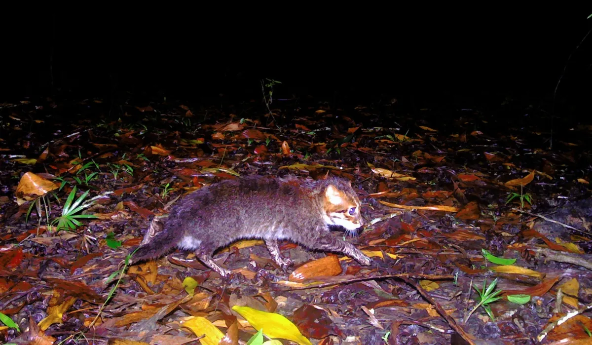 Μικροσκοπική άγρια γάτα εντοπίστηκε στην Ταϊλάνδη για πρώτη φορά μετά από 30 χρόνια