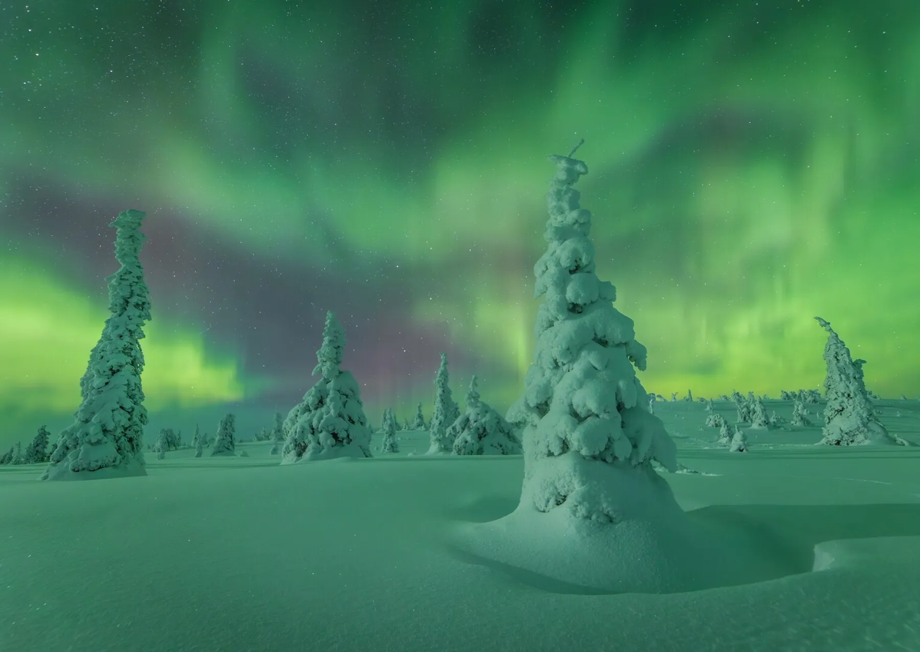 green and purple aurora glowing over snow covered trees