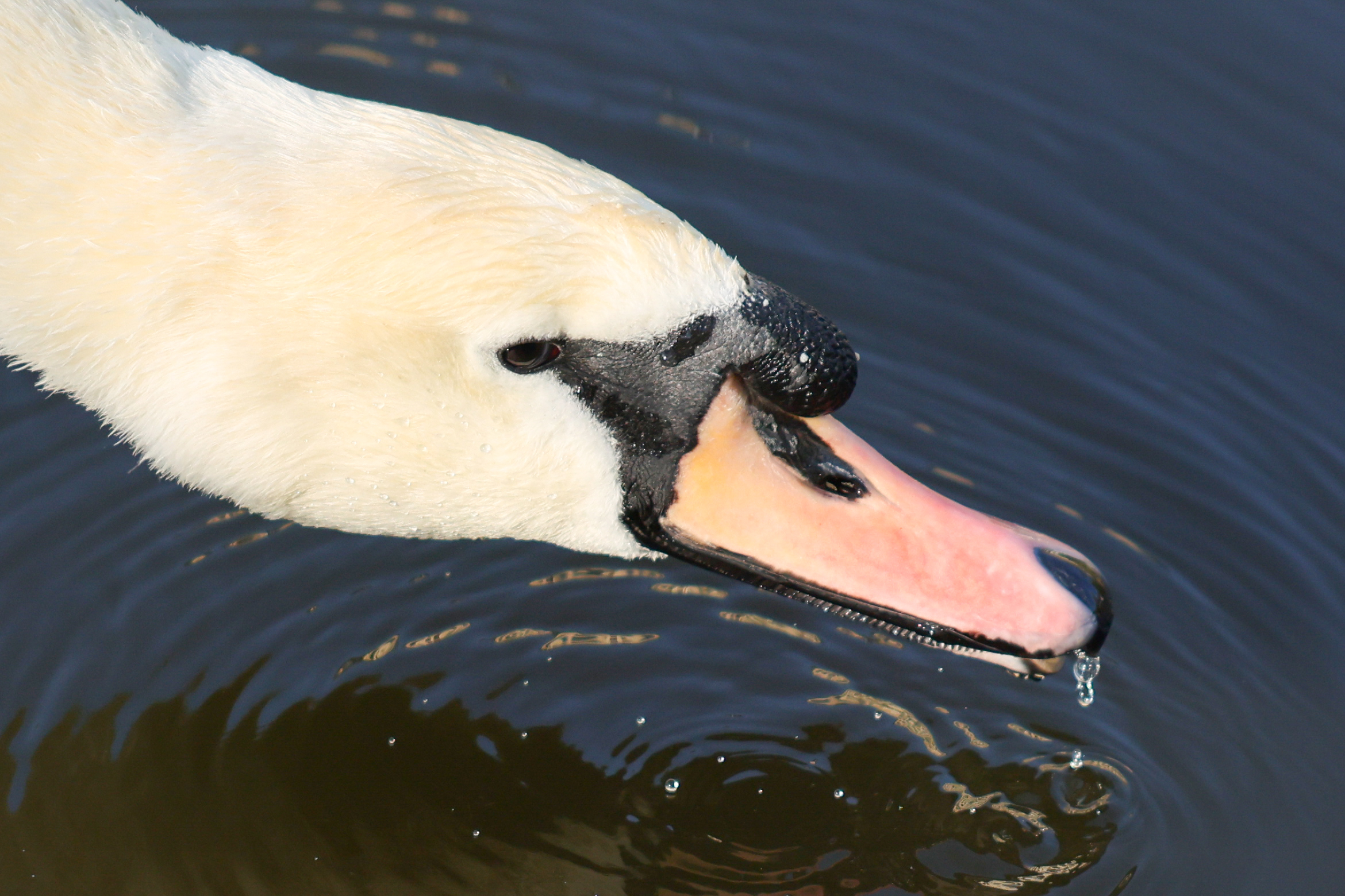 A photo of a swan taken on a Canon EOS R5 Mark II camera.