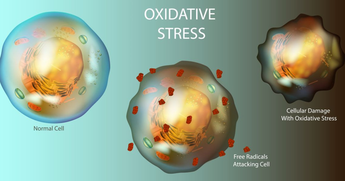 Ανακάλυψε την Πρωτεΐνη που Μπορεί να Σταματήσει τη Γήρανση!