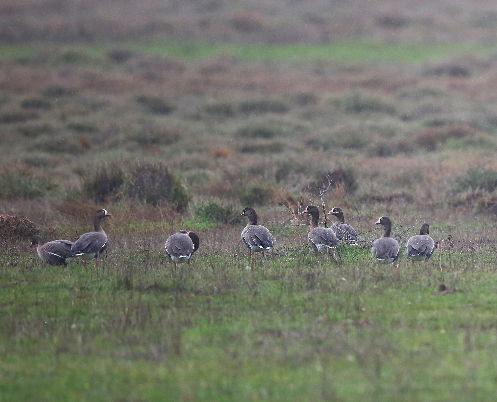 «Ανατροπή στον Δέλτα Έβρου: Επανεμφάνιση των σπάνιων Νανόχηνων! Η επείγουσα προειδοποίηση που πρέπει όλοι να γνωρίζουν!»