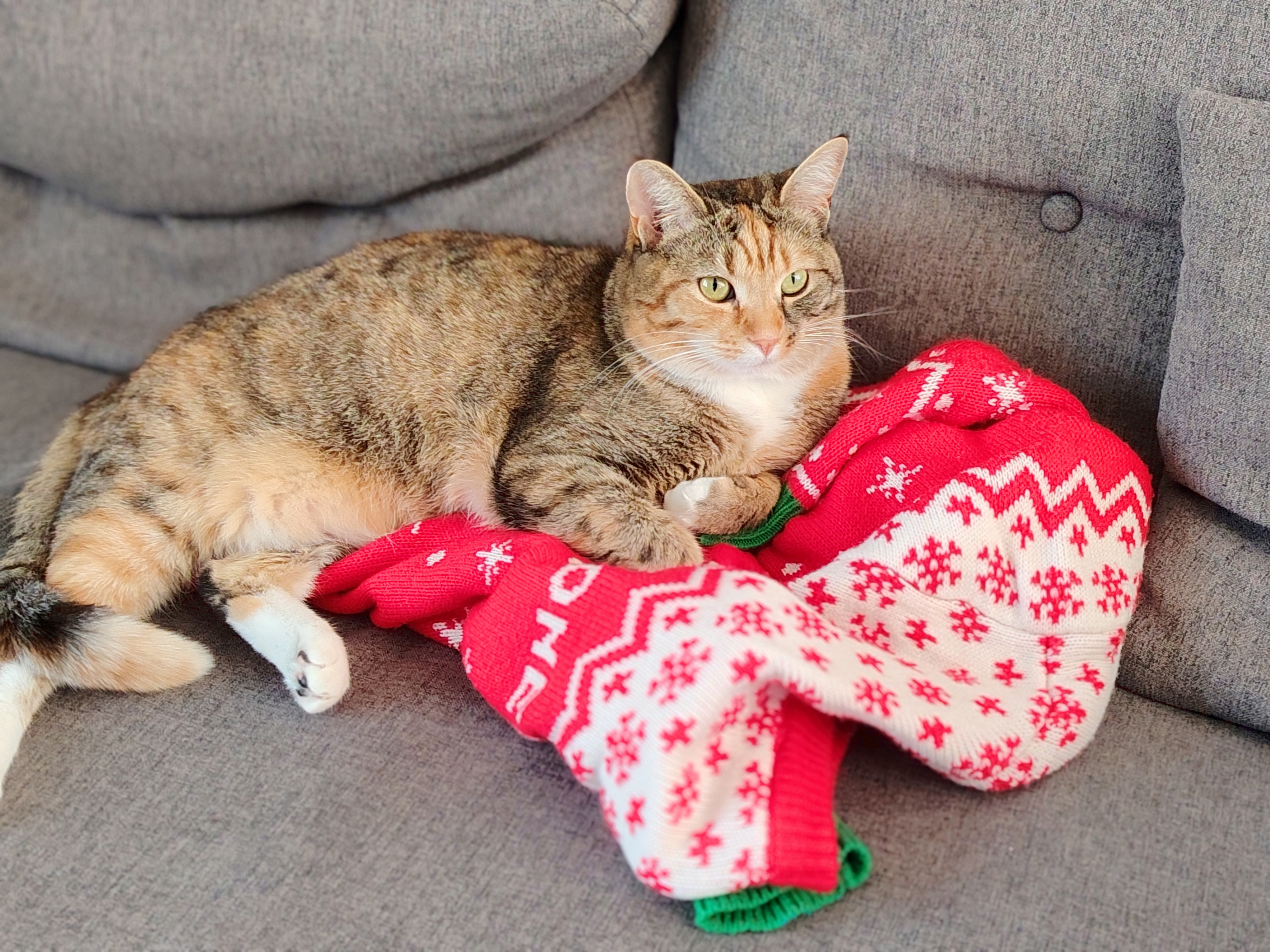 A photo taken from the Honor Magic 8 Lite of a cat using portrait mode