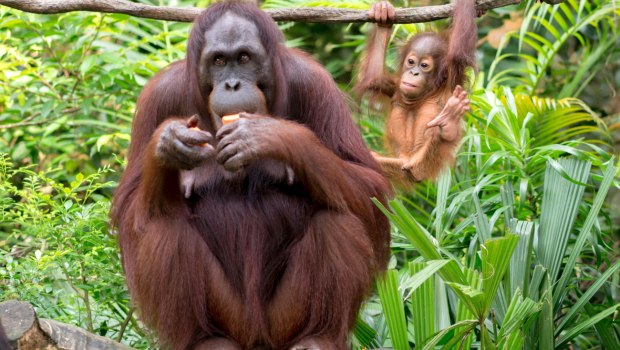 «Συναγερμός! Ο Σπανιότερος Πίθηκος του Κόσμου σε Κίνδυνο μετά τον Κυκλώνα στη Σουμάτρα!»