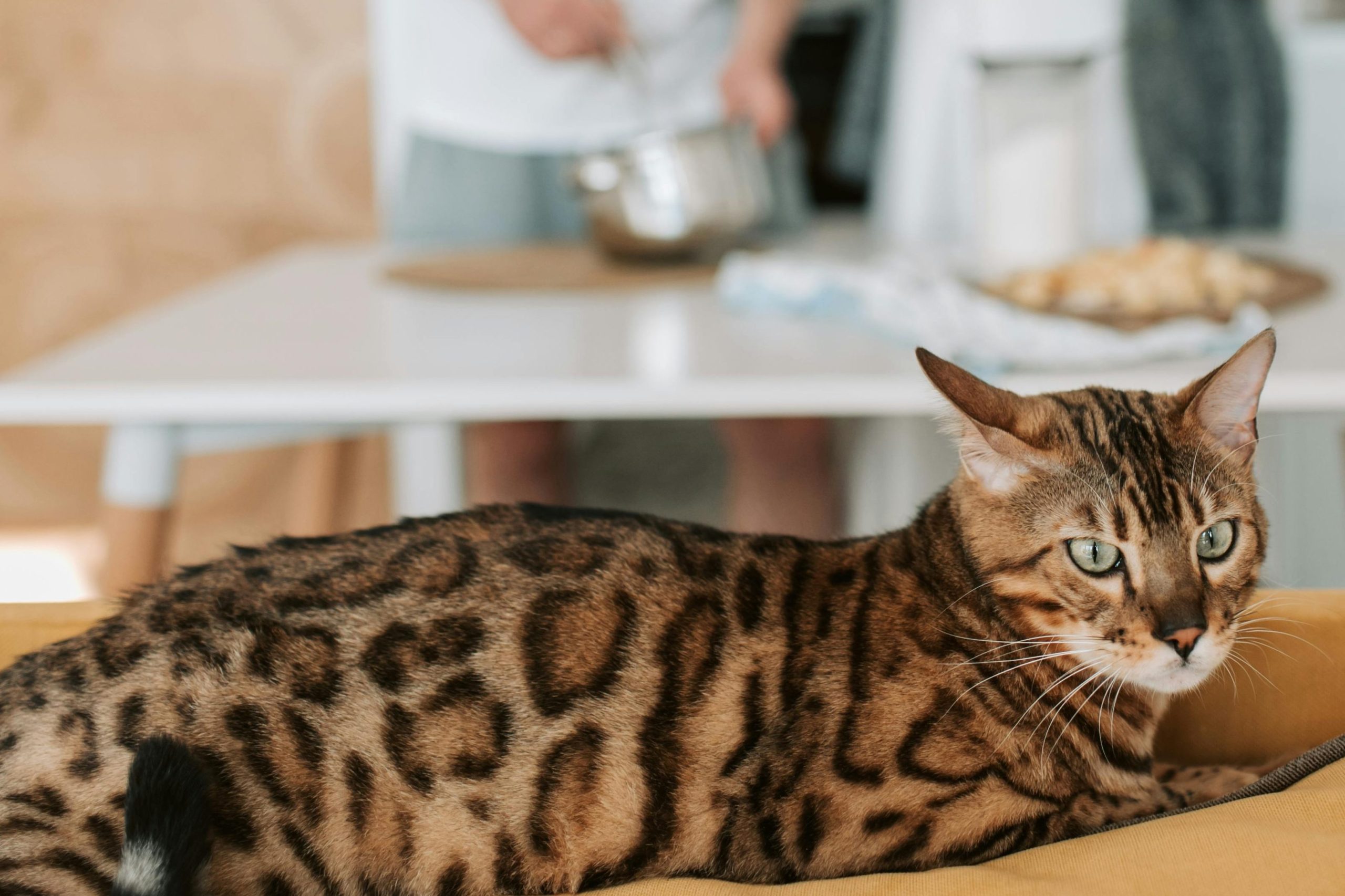 Οι γάτες έγιναν σύντροφοί μας πολύ αργότερα απ’ όσο νομίζαμε