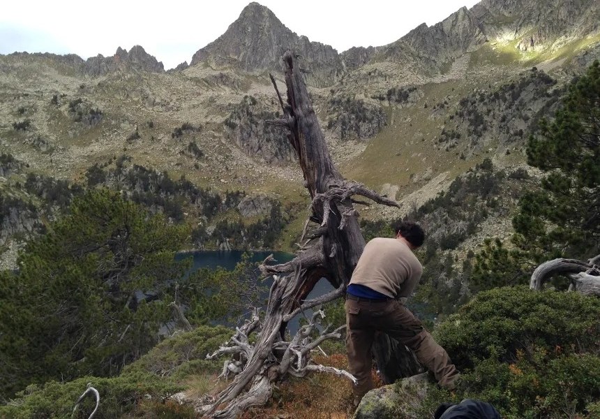 Οι ερευνητές εξετάζουν δακτυλίους ανάπτυξης σε δέντρα των Πυρηναίων (Ulf Büntgen)