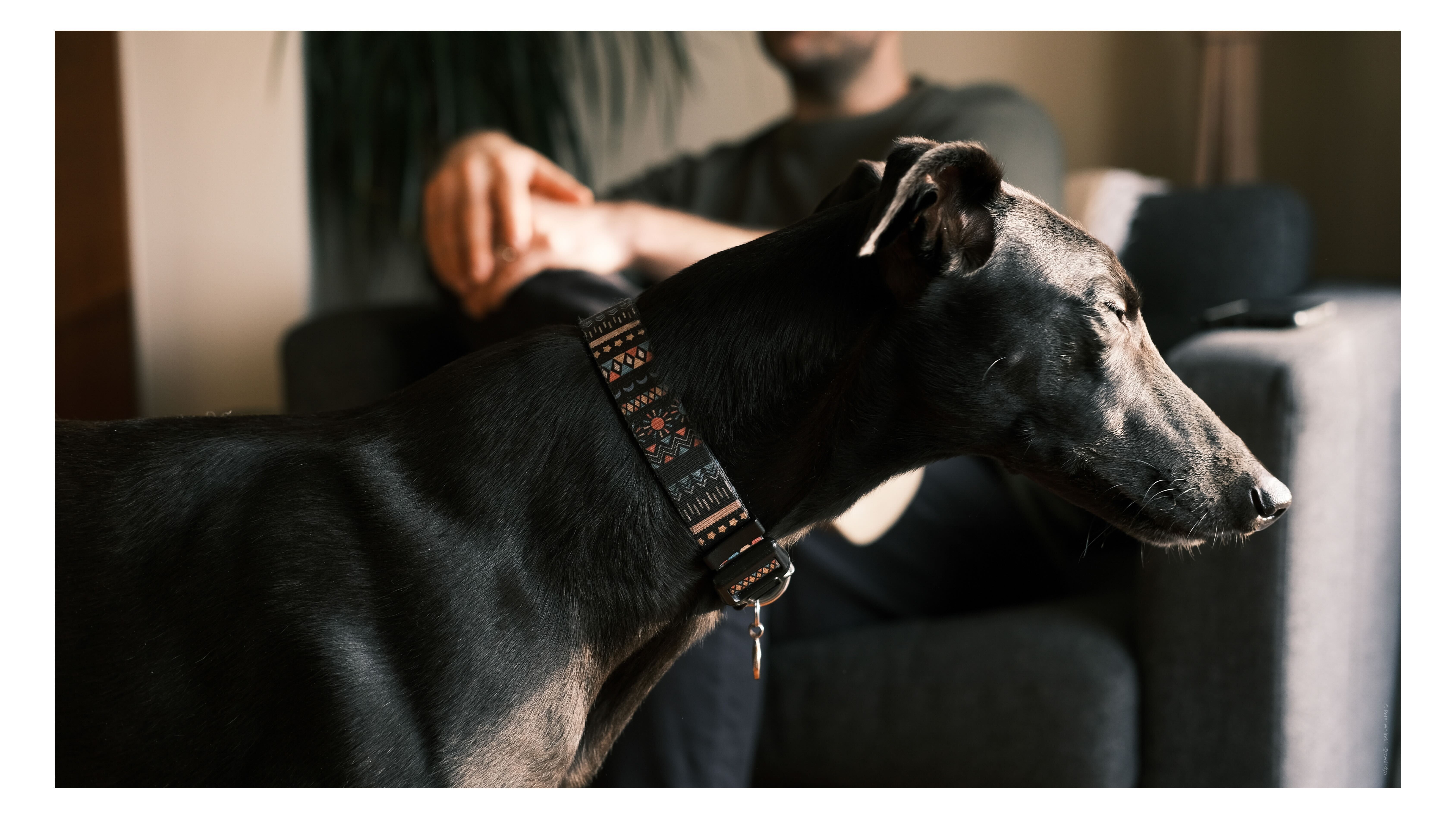 «Αγόρασα μια 5χρονη Fujifilm και ανακάλυψα τον ΚΑΛΥΤΕΡΟ θησαυρό! Μην πιστεύετε ότι το νέο είναι πάντα καλύτερο!» Μια φωτογραφία ενός σκύλου που τραβήχτηκε στο Fujifilm X-E4