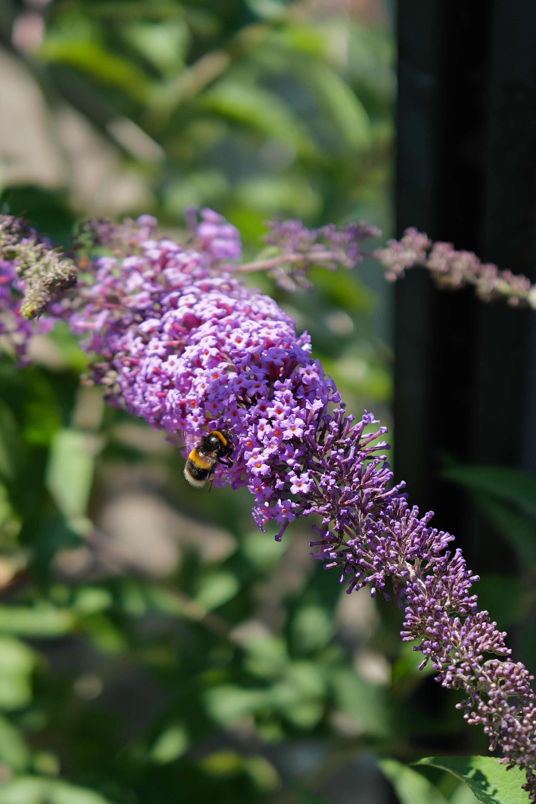 Ανακάλυψα το αμφιλεγόμενο Leica M EV1: Γιατί προτιμώ τον αγαπημένο μου με 4,5 αστέρια! Μια φωτογραφία ενός λουλουδιού που τραβήχτηκε σε κάμερα Leica Q3 43