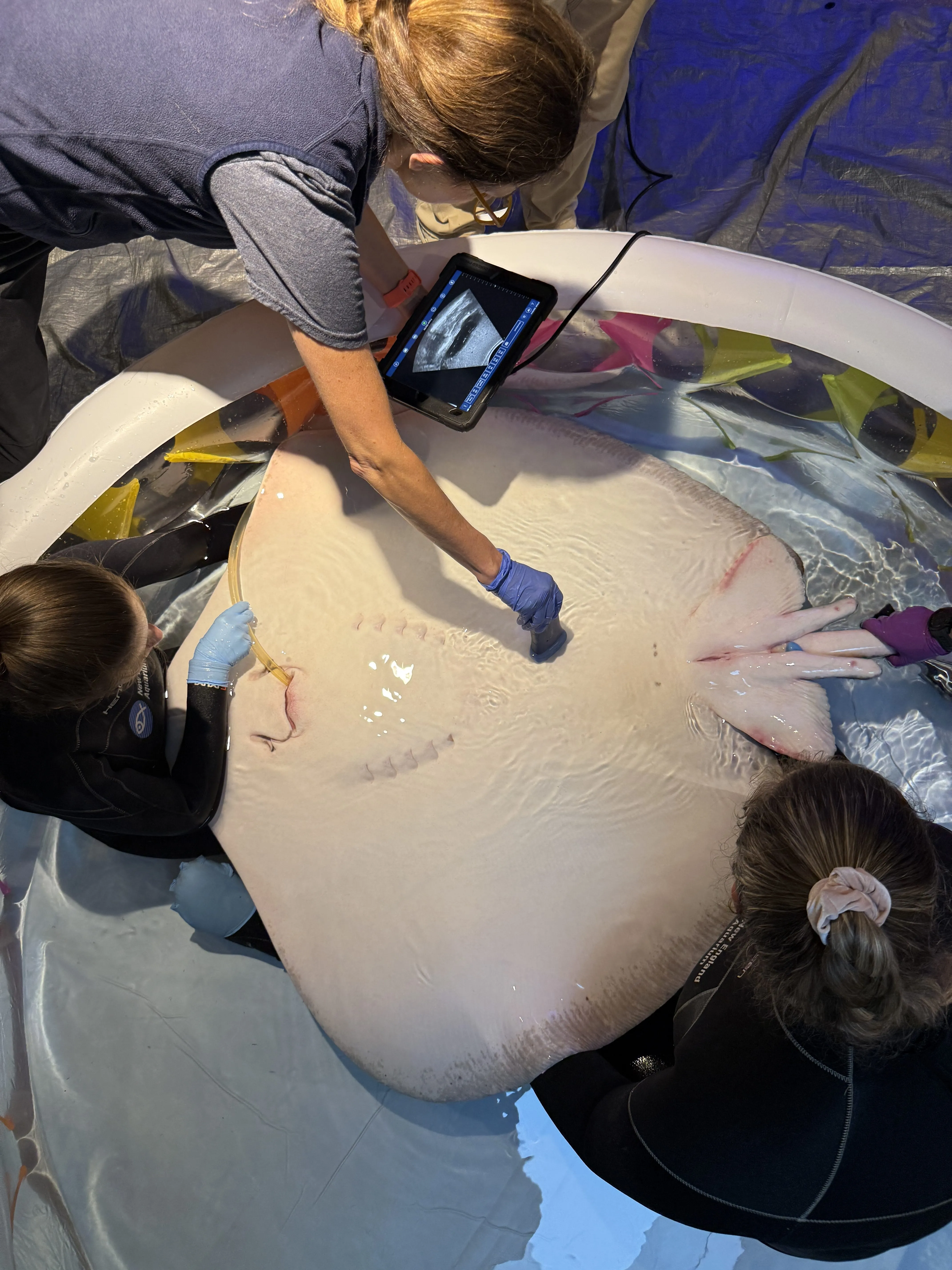 οι βετεράνοι κάνουν υπερηχογράφημα σε ένα τσιγκούνι