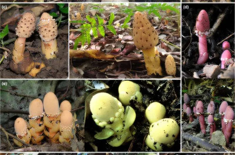 Τα ασεξουαλικά παρασιτικά φυτά παραβιάζουν τους κανόνες της βιολογίας Μια επιλογή από τα φυτά Balanophora που ελήφθησαν δείγματα. (α) B. japonica (αριστερά και κέντρο: Kyushu, Ιαπωνία· δεξιά: Ταϊβάν), (β) B. mutinoides (Ταϊβάν), (γ) B. tobiracola (από αριστερά: Okinawa, Ιαπωνία· Ταϊβάν), (δ) B. subcupularis (Kyushu, Ιαπωνία), (ε) B. fungosa ssp. fungosa (από αριστερά: Okinawa, Ιαπωνία· Ταϊβάν), (στ) B. yakushimensis (από αριστερά: Kyushu, Ιαπωνία· Ταϊβάν), (ζ) B. nipponica (Honshu, Ιαπωνία).