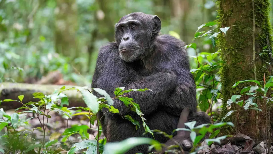 «Η Συναρπαστική Αντίδραση του Εγκεφάλου μας στις Φωνές των Χιμπατζήδων: Ανακαλύψτε το Μυστήριο!»