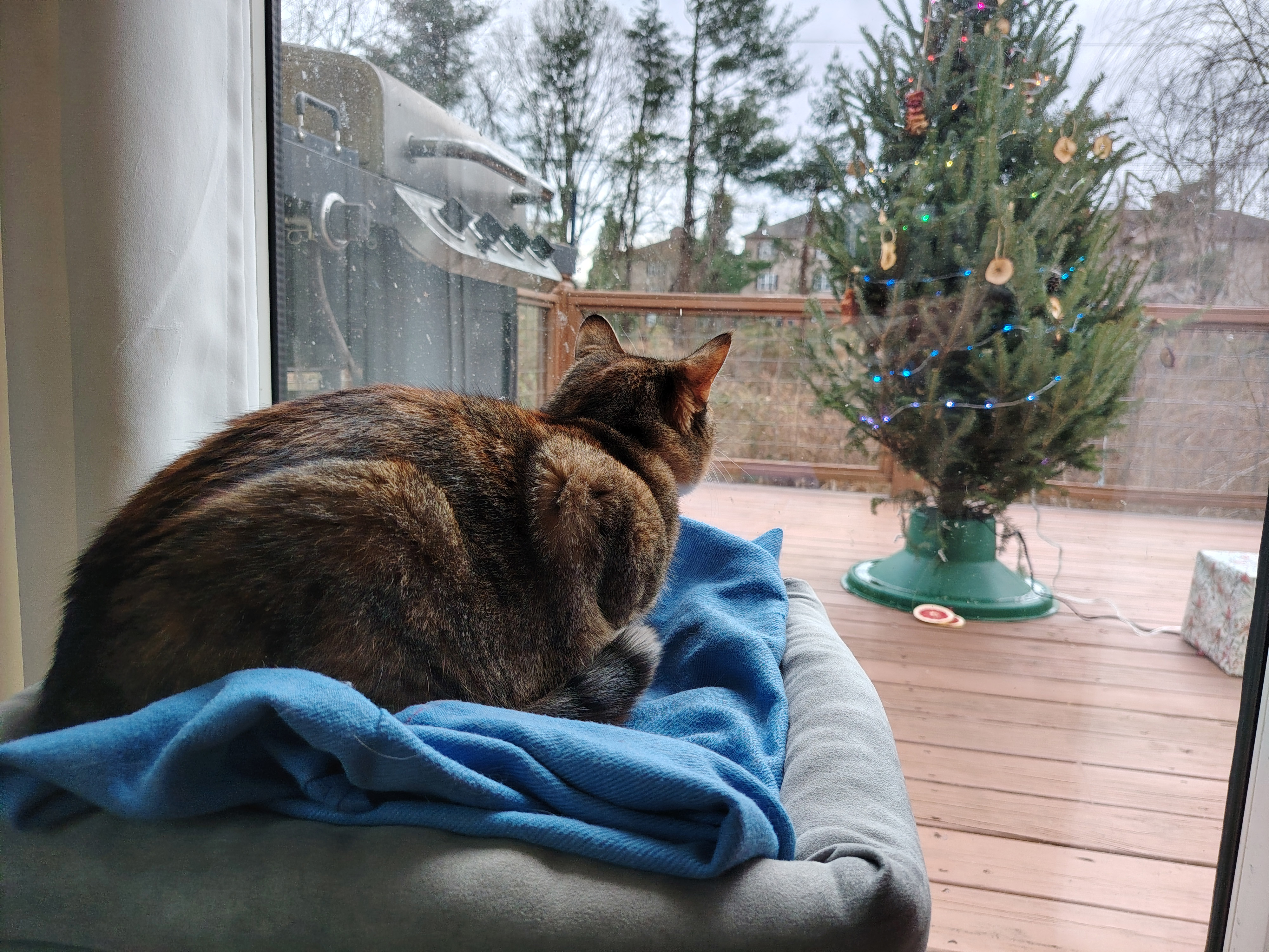 A photo taken from the Honor Magic 8 Lite of a cat looking out at a Christmas tree