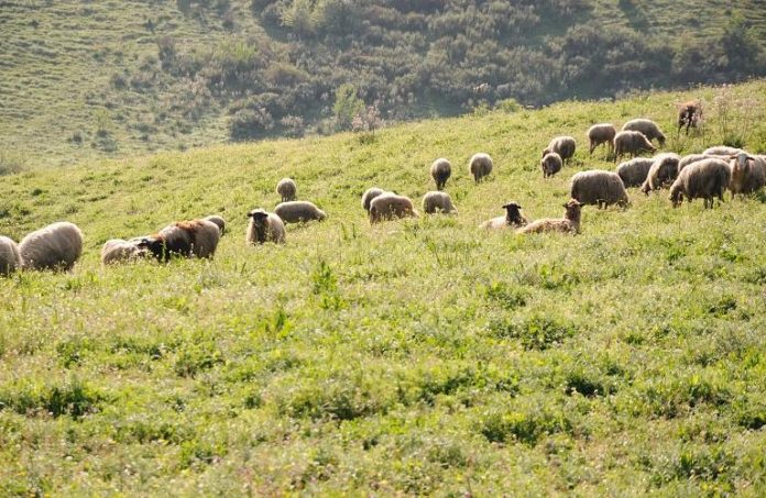 Ευλογιά προβάτων: Διευκρινίσεις της Επιτροπής Ελέγχου για τον εμβολιασμό –
