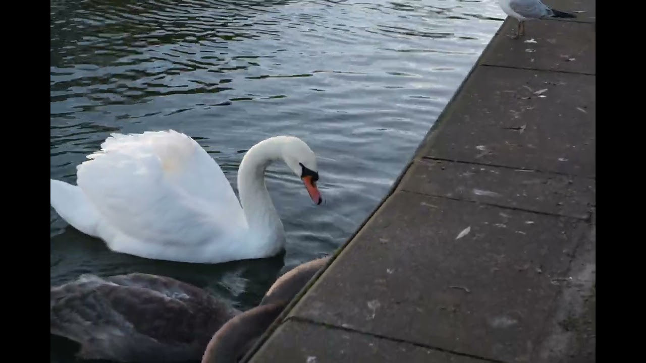 Fujifilm X-M5: Πλάνα 6,2K - YouTube