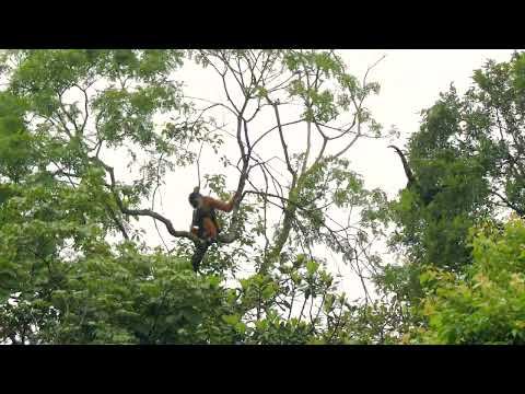 10 ευάλωτα είδη άγριας ζωής που πρέπει να παρακολουθήσετε το 2026