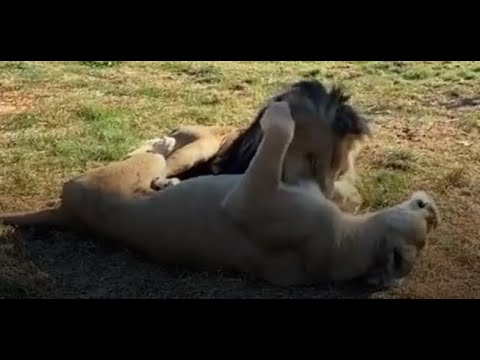 Γιατί σε γλείφουν οι γάτες; Εξηγεί ένας ειδικός.