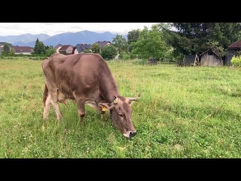 Η Βερόνικα η Αγελάδα σοκάρει τους επιστήμονες χρησιμοποιώντας ένα εργαλείο