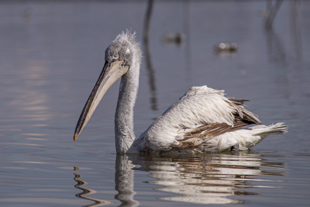 Πρέσπες: Τα πρώτα συμπεράσματα για τον αφανισμό 2300 αργυροεπελεκάνων το 2022