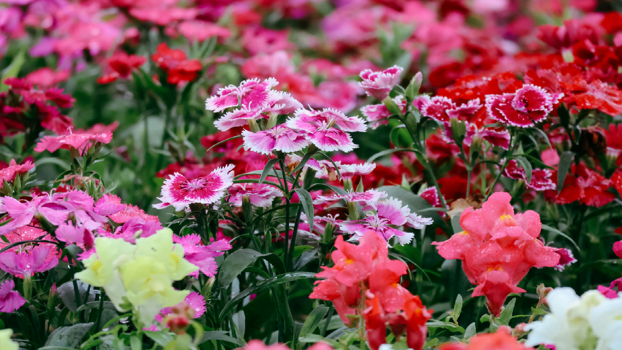 Dianthus