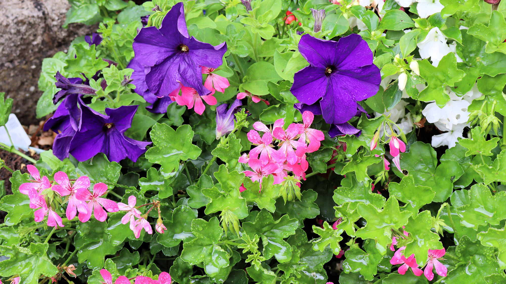 Δείγμα εικόνας Canon EOS R100