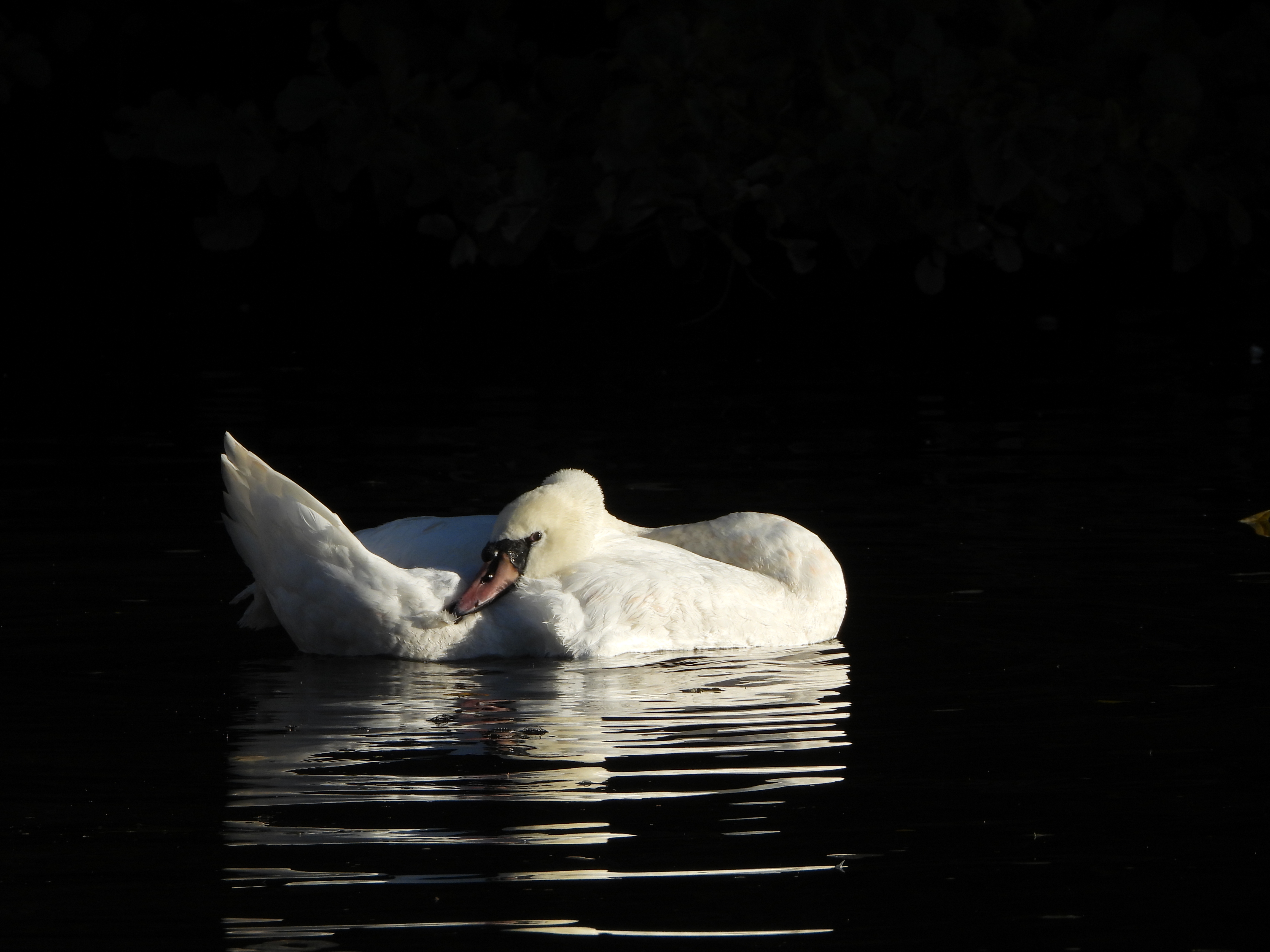 Μια φωτογραφία που τραβήχτηκε σε ψηφιακή φωτογραφική μηχανή Nikon Coolpix P1100