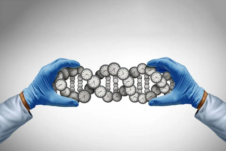 Οι επιστήμονες αποκαλύπτουν έναν κρυφό διακόπτη που ελέγχει τη μακροζωία