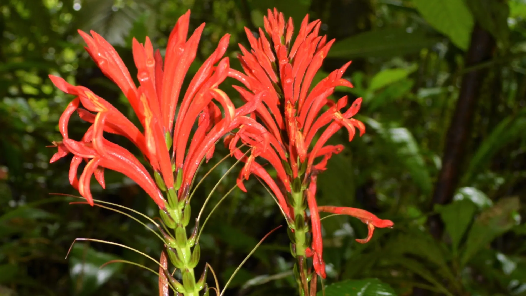 Μια λεπτομερής άποψη των πύρινων λουλουδιών του Aphelandra calciferi, ενός νέου περουβιανού είδους θάμνων. © Rodolfo Vasquez
