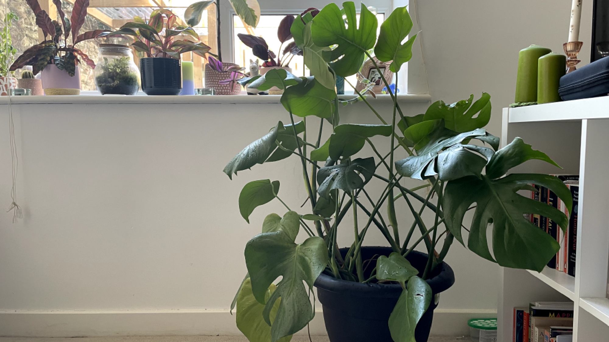 Ελβετικό τυρί φυτό σε νέα γλάστρα 