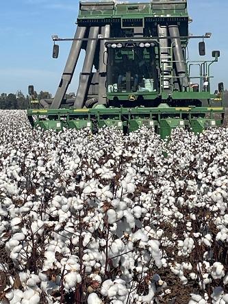 Συναρπαστικά νέα από τις ΗΠΑ: Γιγαντιαία επιδότηση για ρυζοκαλλιεργητές και βαμβακοπαραγωγούς!