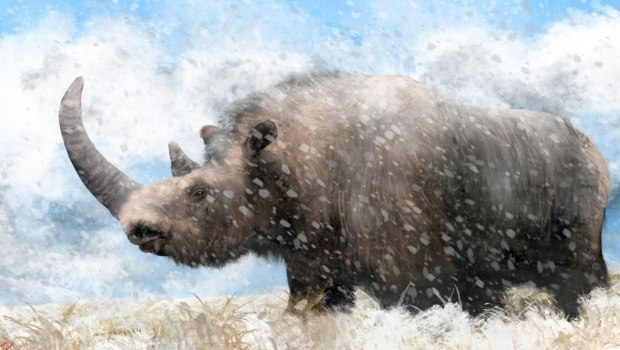 Κρέας τριχωτού ρινόκερου βρέθηκε στο στομάχι προϊστορικού λύκου – Το DNA ήταν άθικτο