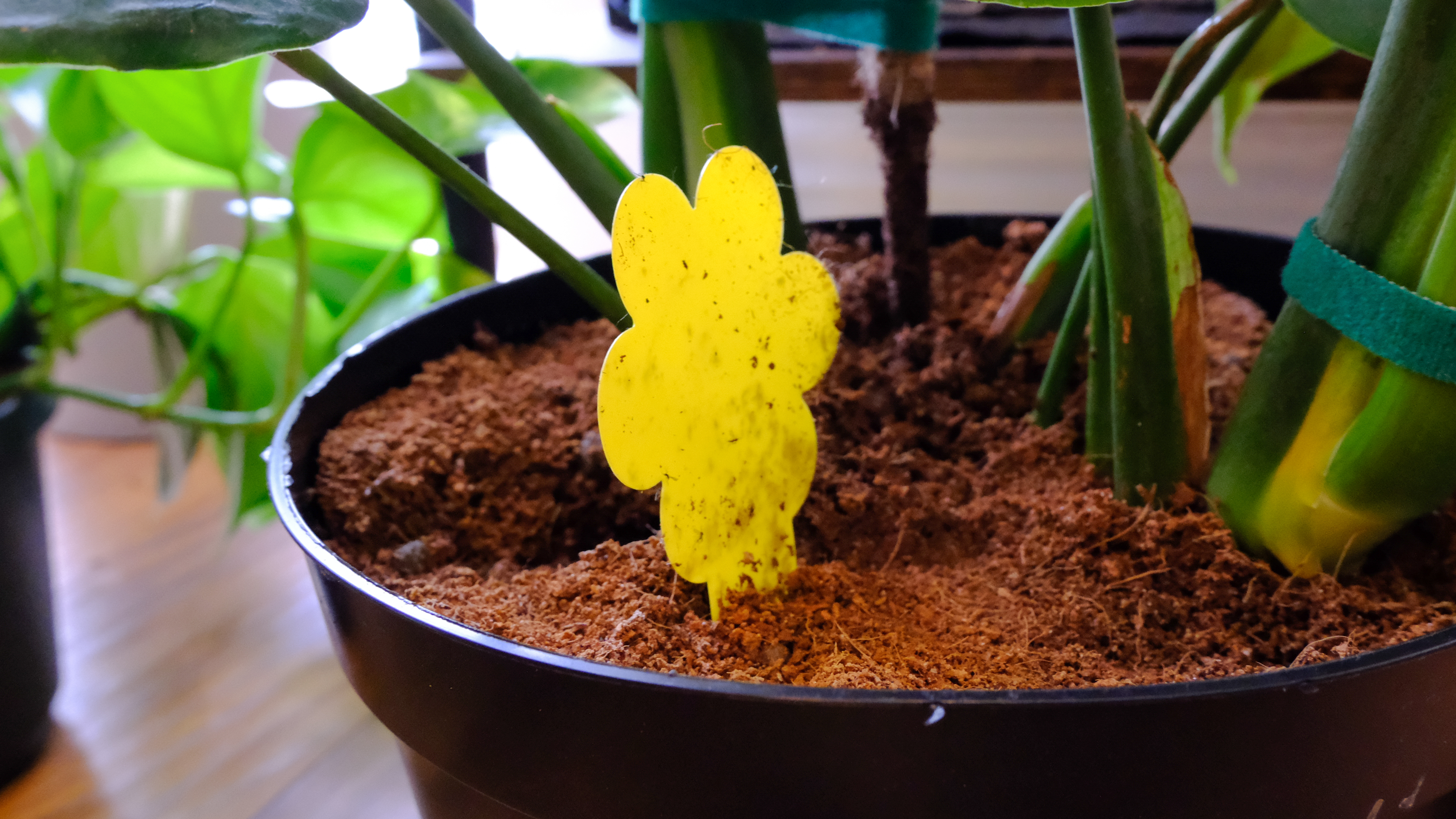 Ένα υγιές ενήλικο τέρας