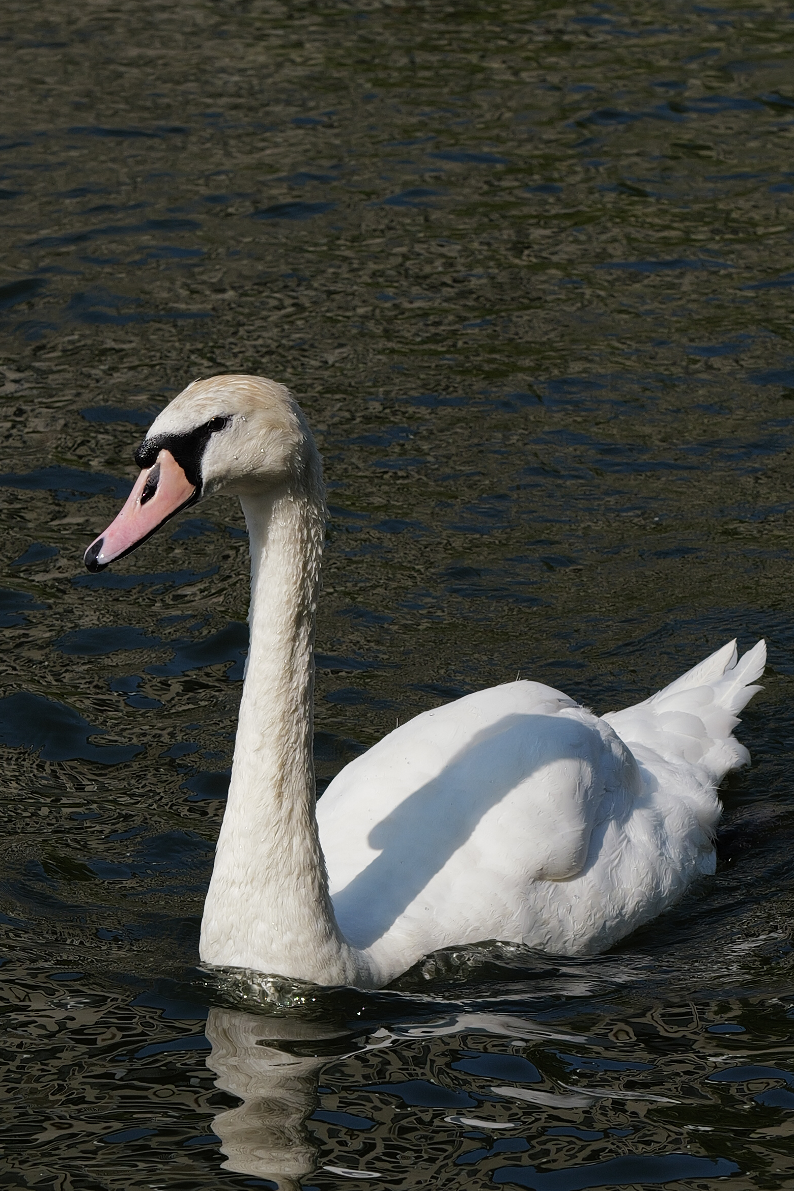 Ανακάλυψα το αμφιλεγόμενο Leica M EV1: Γιατί προτιμώ τον αγαπημένο μου με 4,5 αστέρια! Μια φωτογραφία ενός κύκνου που τραβήχτηκε σε κάμερα Leica Q3 43